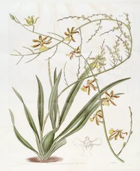 Illustration de Oncidium altissimum (Jacq.) Sw. (Ce dessin n